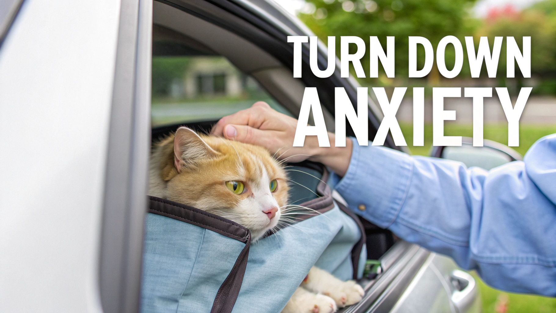 A person's hands gently pet a ginger and white cat in a car carrier, looking out the window.
