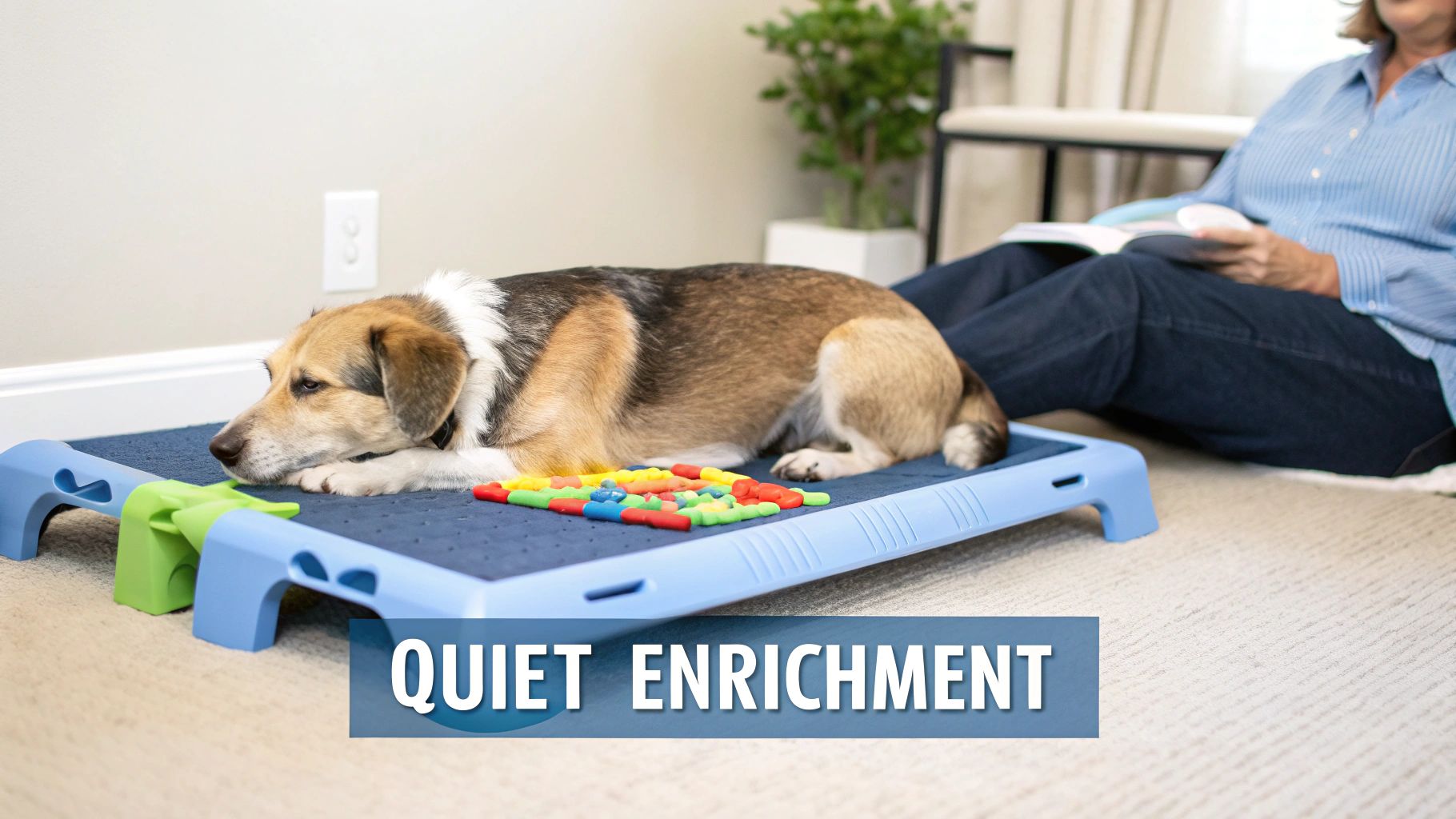 A relaxed dog lies on a blue raised bed with colorful treats, enjoying quiet enrichment while a person reads.