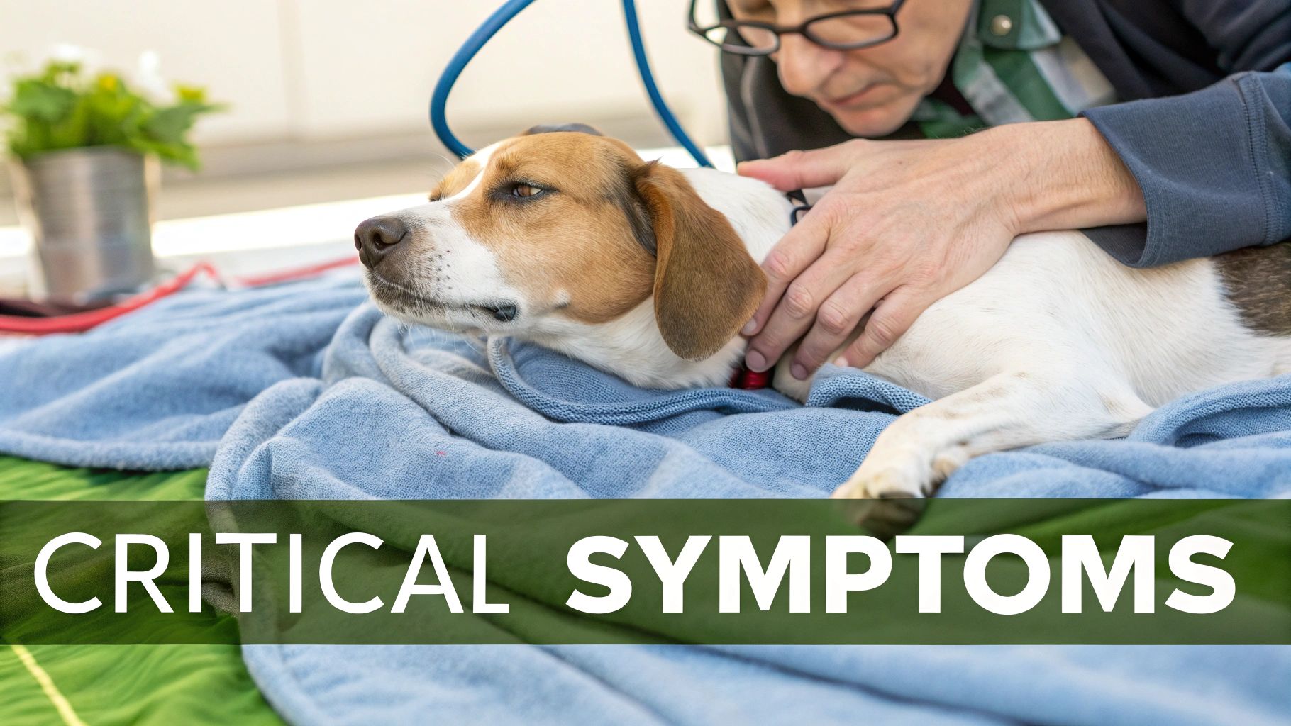 A person gently comforts a calm Beagle mix dog wrapped in a blue blanket, with 'CRITICAL SYMPTOMS' text.