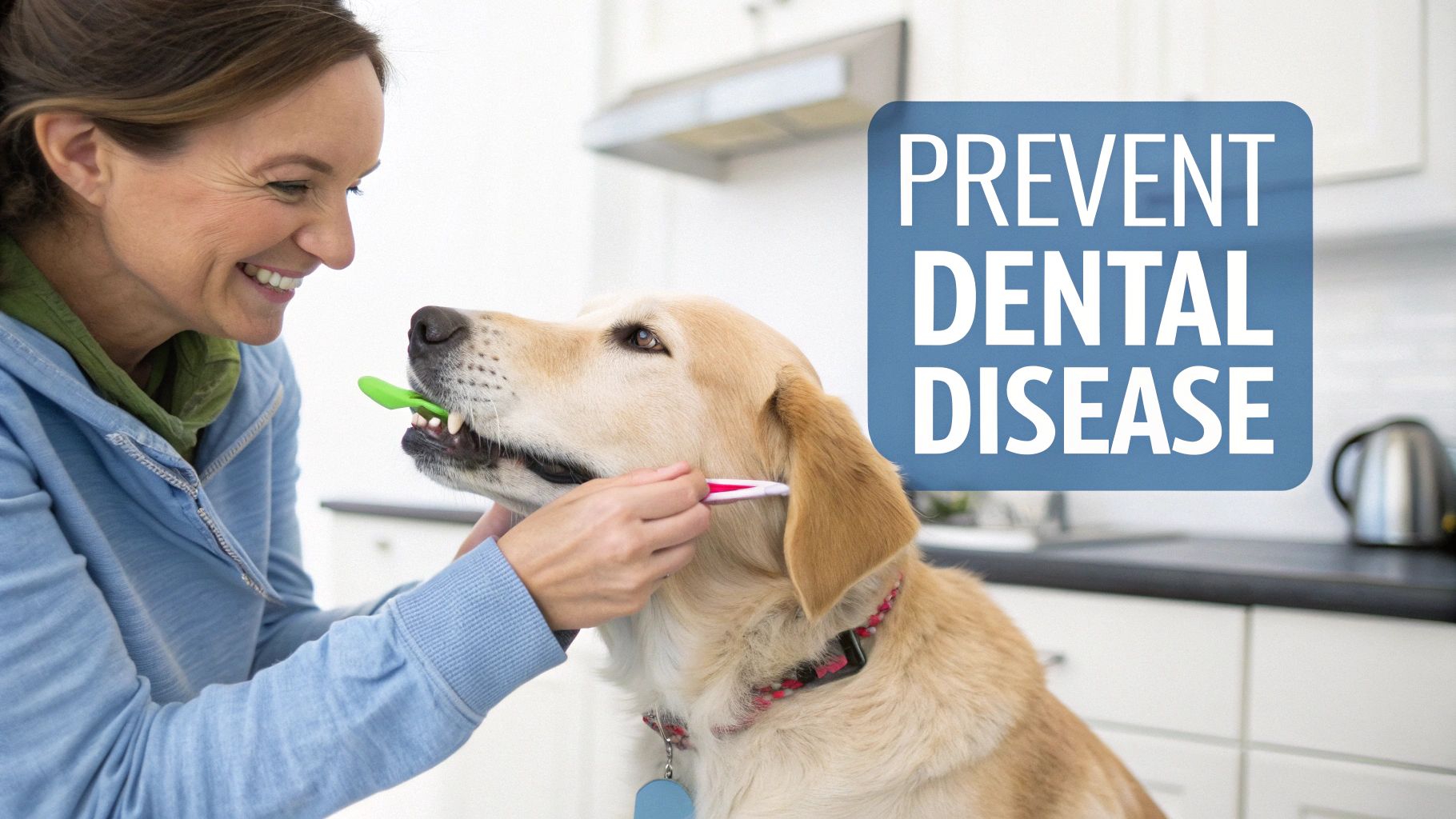 A happy woman brushes her golden retriever's teeth with special brushes to prevent dental disease.