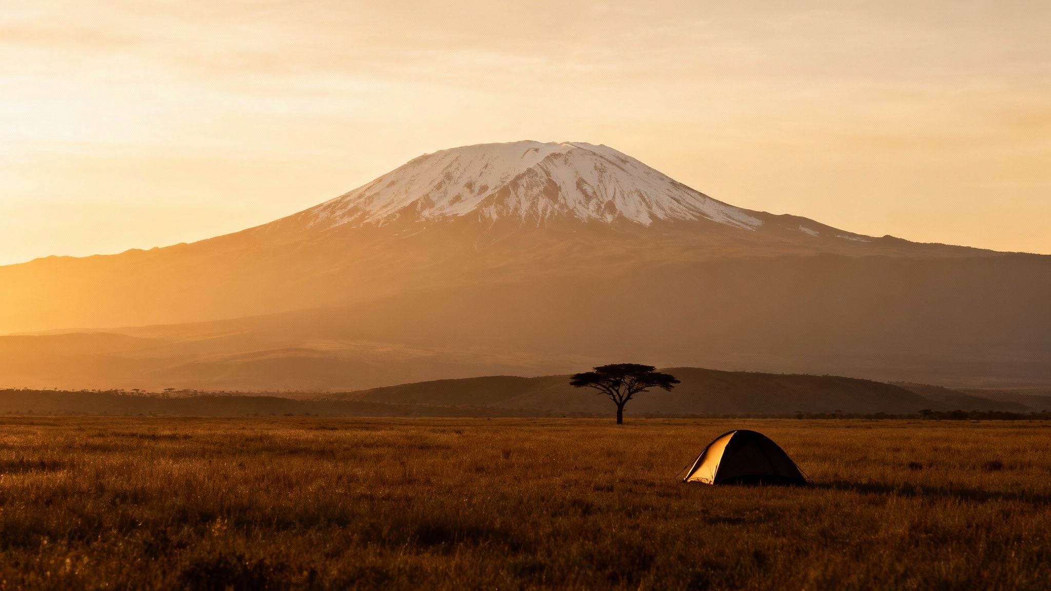 A tent and acacia tree in a golden savanna field with Mount Kilimanjaro at sunrise.
