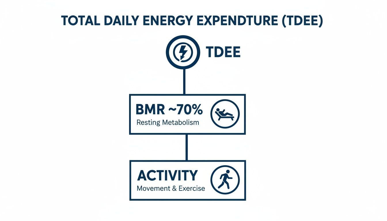 Diagram explaining Total Daily Energy Expenditure (TDEE) comprising Basal Metabolic Rate and physical activity.