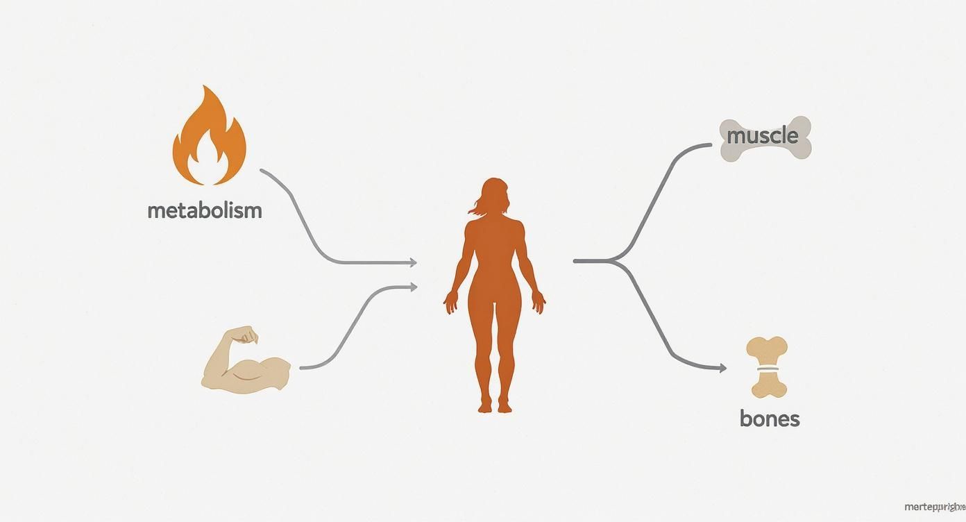 Diagram showing how metabolism and muscle building affect a woman's body, impacting muscle and bone health.