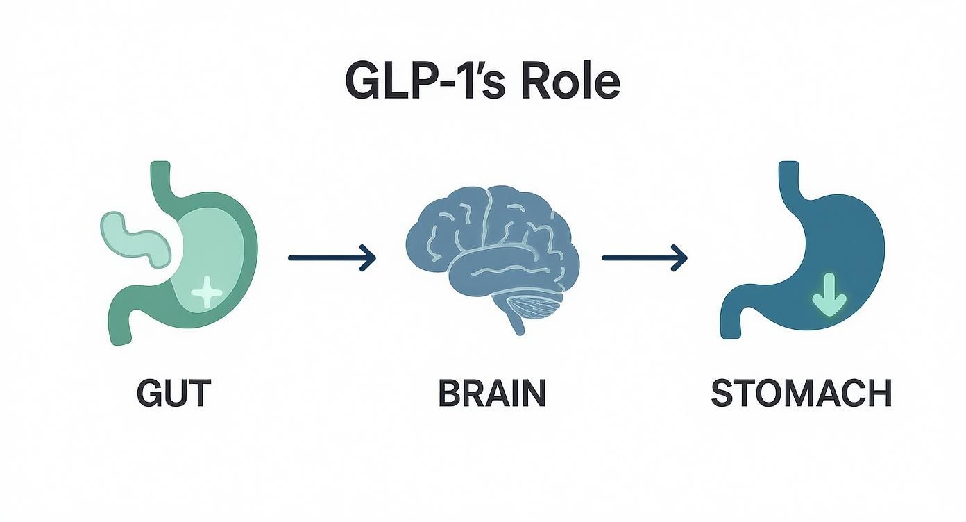 Infographic showing how Rybelsus works by sending signals from the gut to the brain to reduce appetite, and to the stomach to slow down digestion.