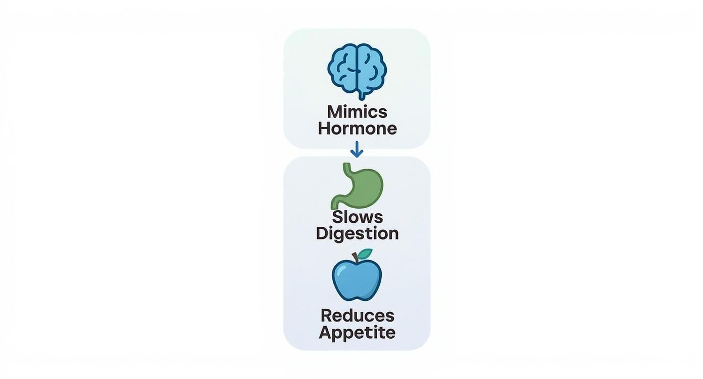 An infographic illustrating how a substance mimics hormones, slows digestion in the stomach, and reduces appetite.