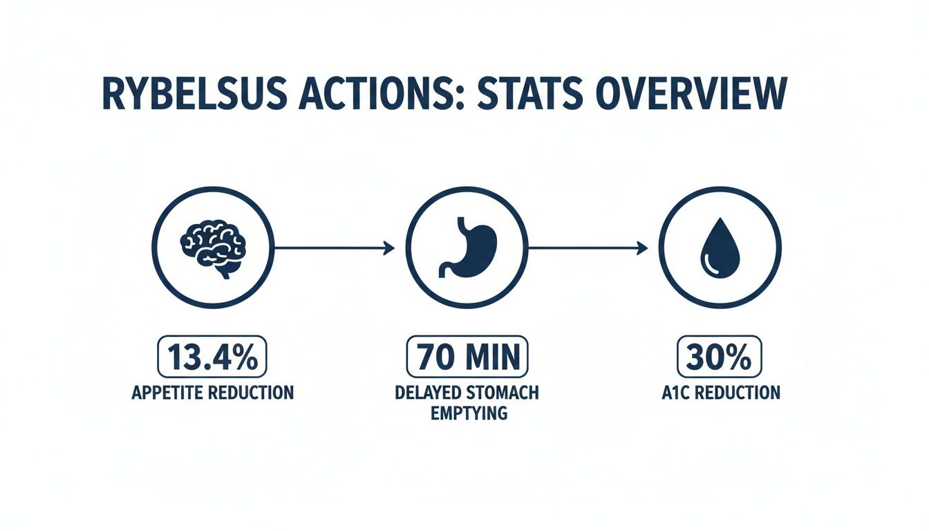 Rybelsus actions overview showing stats for appetite, stomach emptying, and A1C reduction.