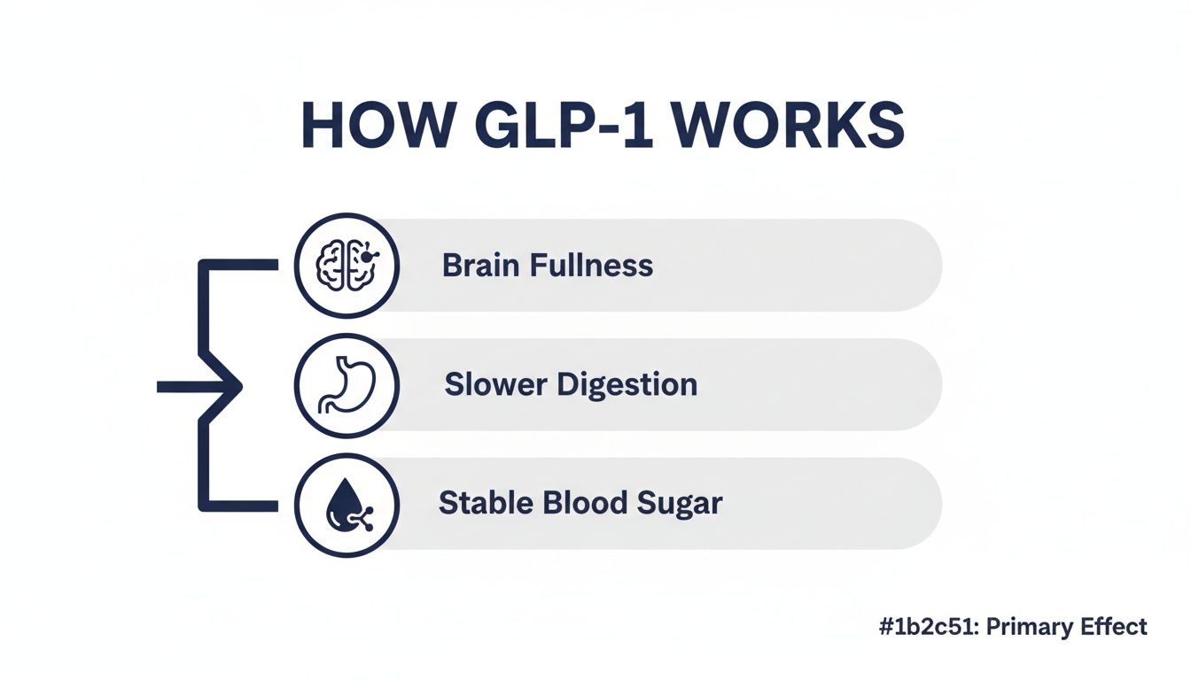 Diagram illustrating how GLP-1 works, showing its three main effects: brain fullness, slower digestion, and stable blood sugar.