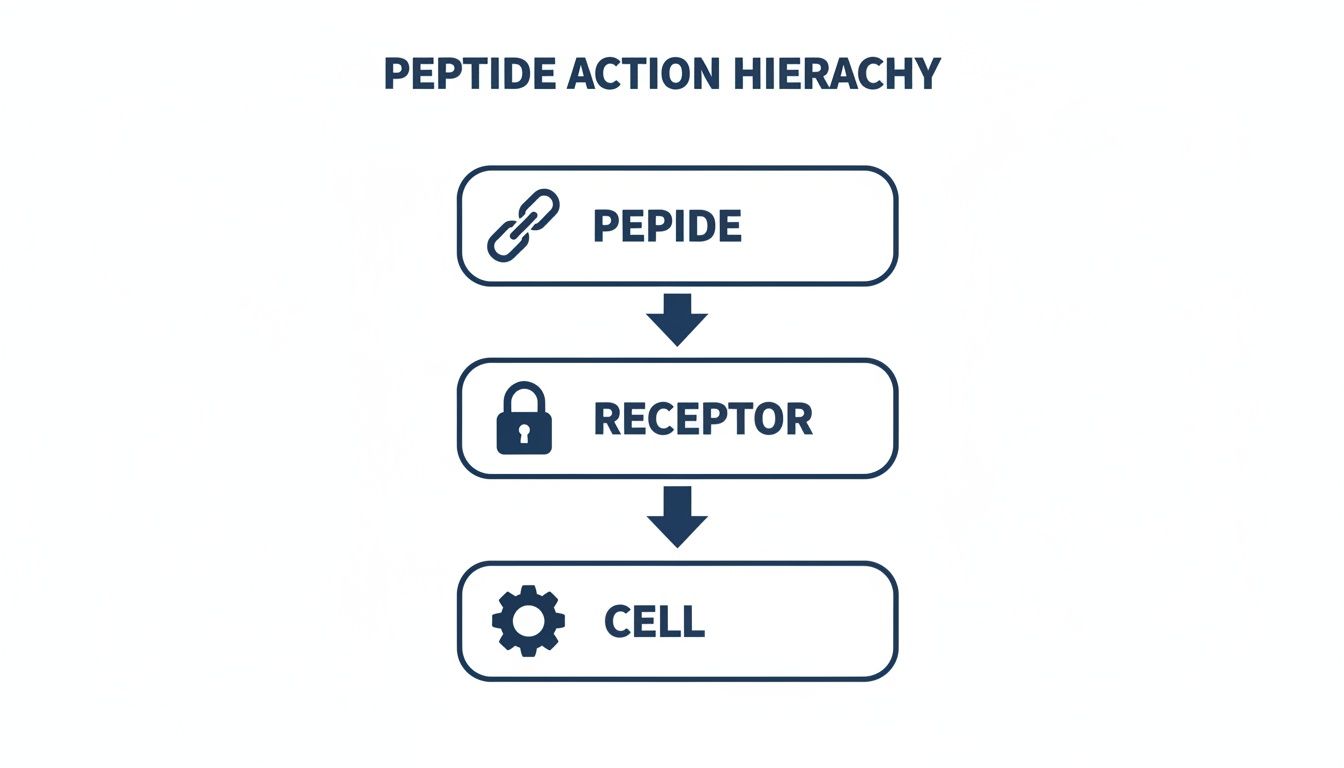 A diagram illustrating the peptide action hierarchy, showing peptide linking to receptor, which then affects the cell.