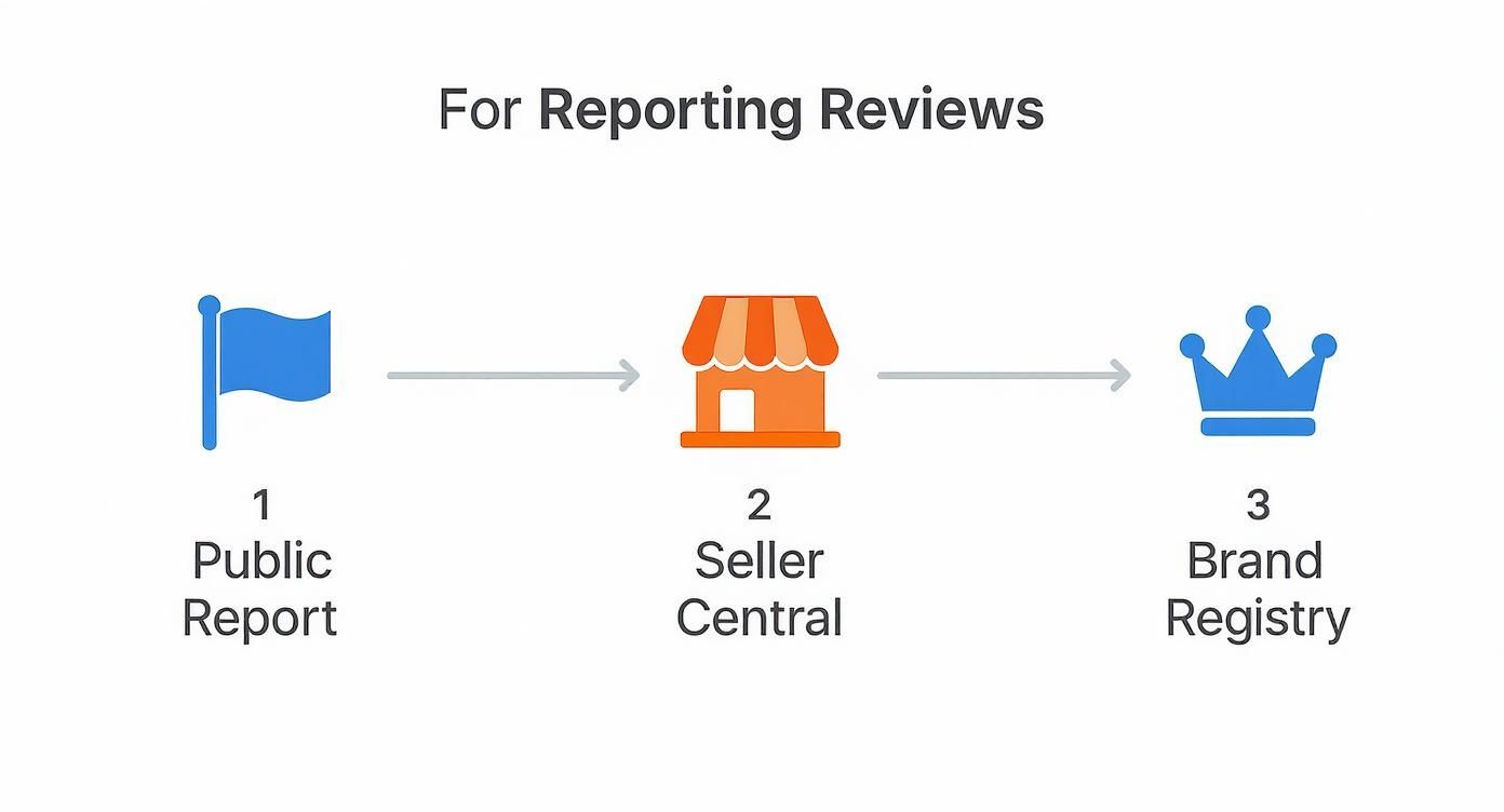 Flowchart showing the process for reporting reviews: Public Report, Seller Central, and Brand Registry.