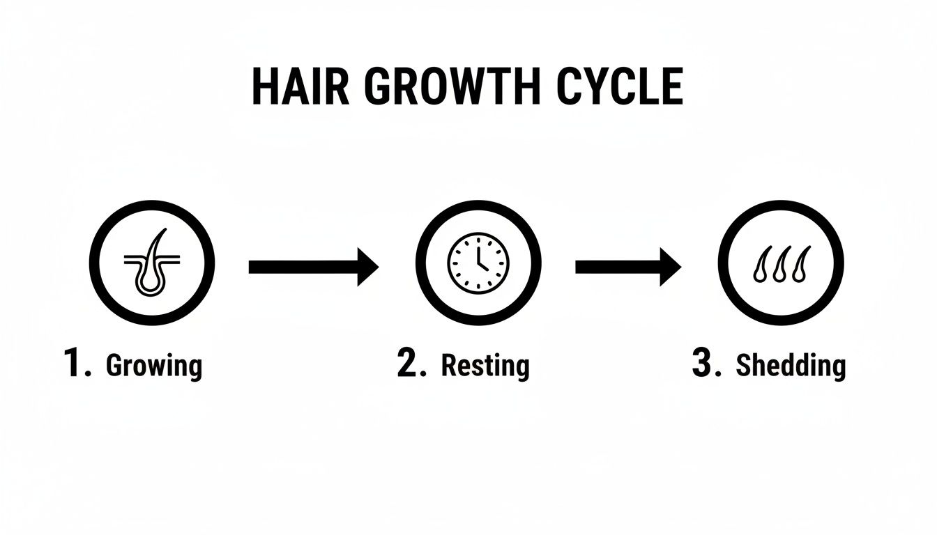 Diagram illustrating the three stages of the hair growth cycle: growing, resting, and shedding, with icons.