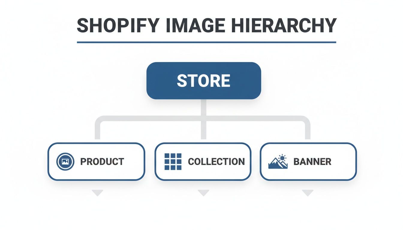 A diagram illustrating the Shopify image hierarchy: Store branches into Product, Collection, and Banner images.