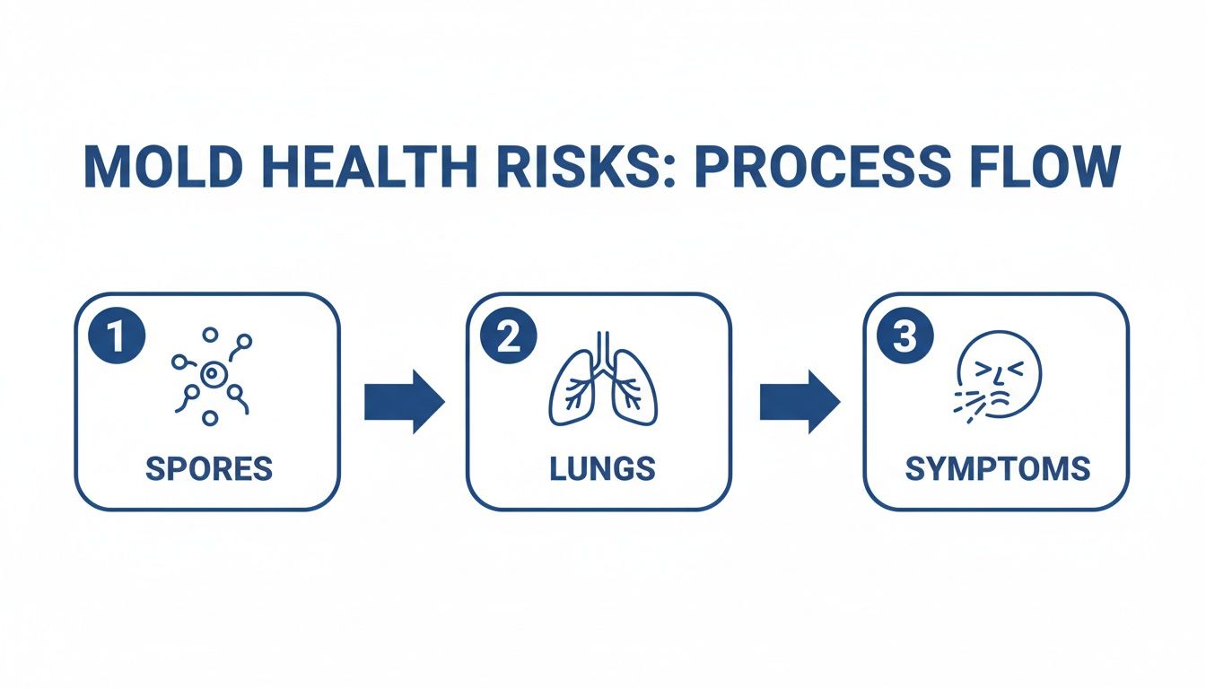 A diagram illustrating the mold health risk process: spores enter lungs, leading to symptoms like sneezing.