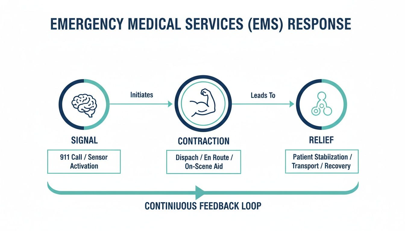 Flowchart illustrating the Emergency Medical Services (EMS) response process from signal to relief.