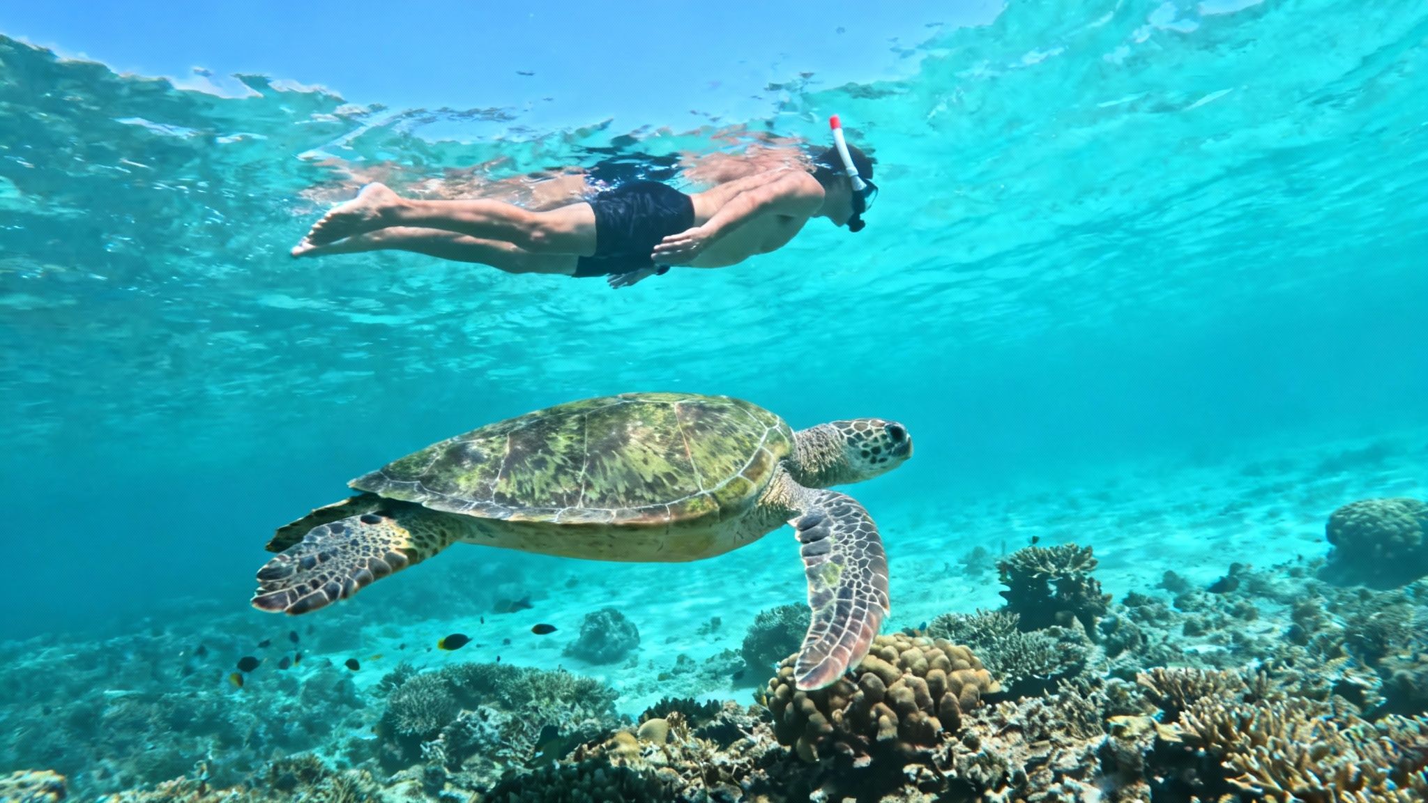 Underwater view of a snorkeler observing a green sea turtle near a colorful coral reef.