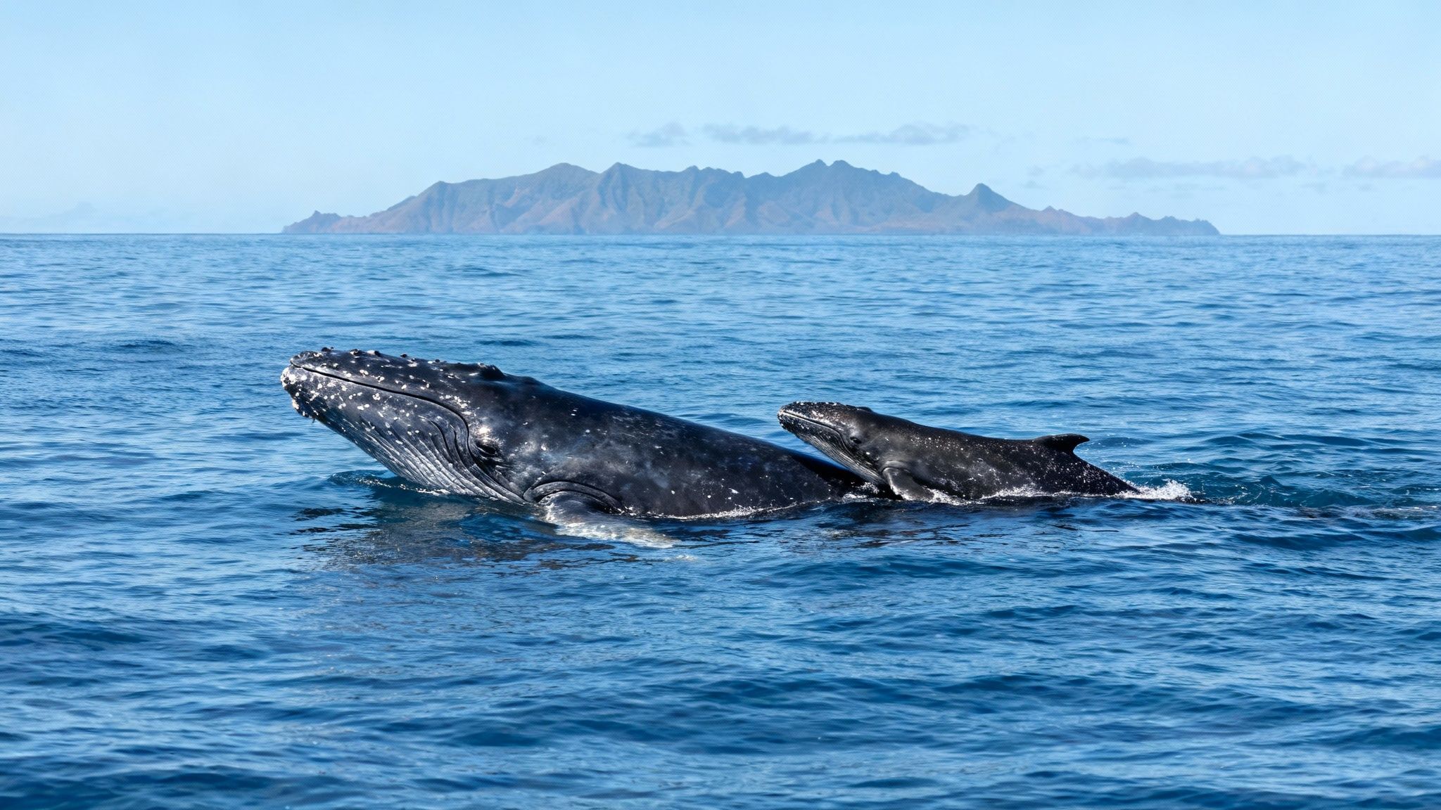 A mother humpback whale and her calf swim side-by-side in the blue ocean with distant islands.
