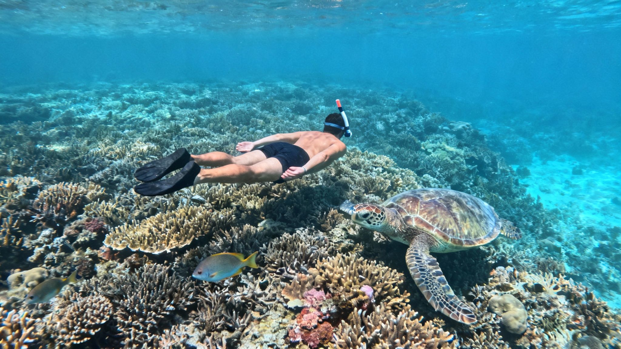 A person snorkeling above a vibrant coral reef, observing a large sea turtle and fish.