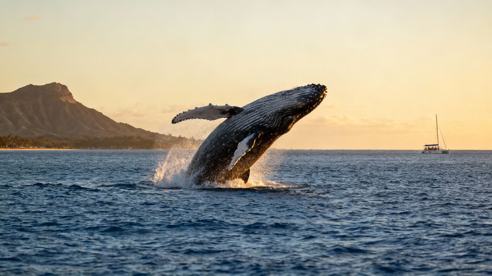 Humpback whale breaching ocean surface near Diamond Head mountain with sailboat at sunset