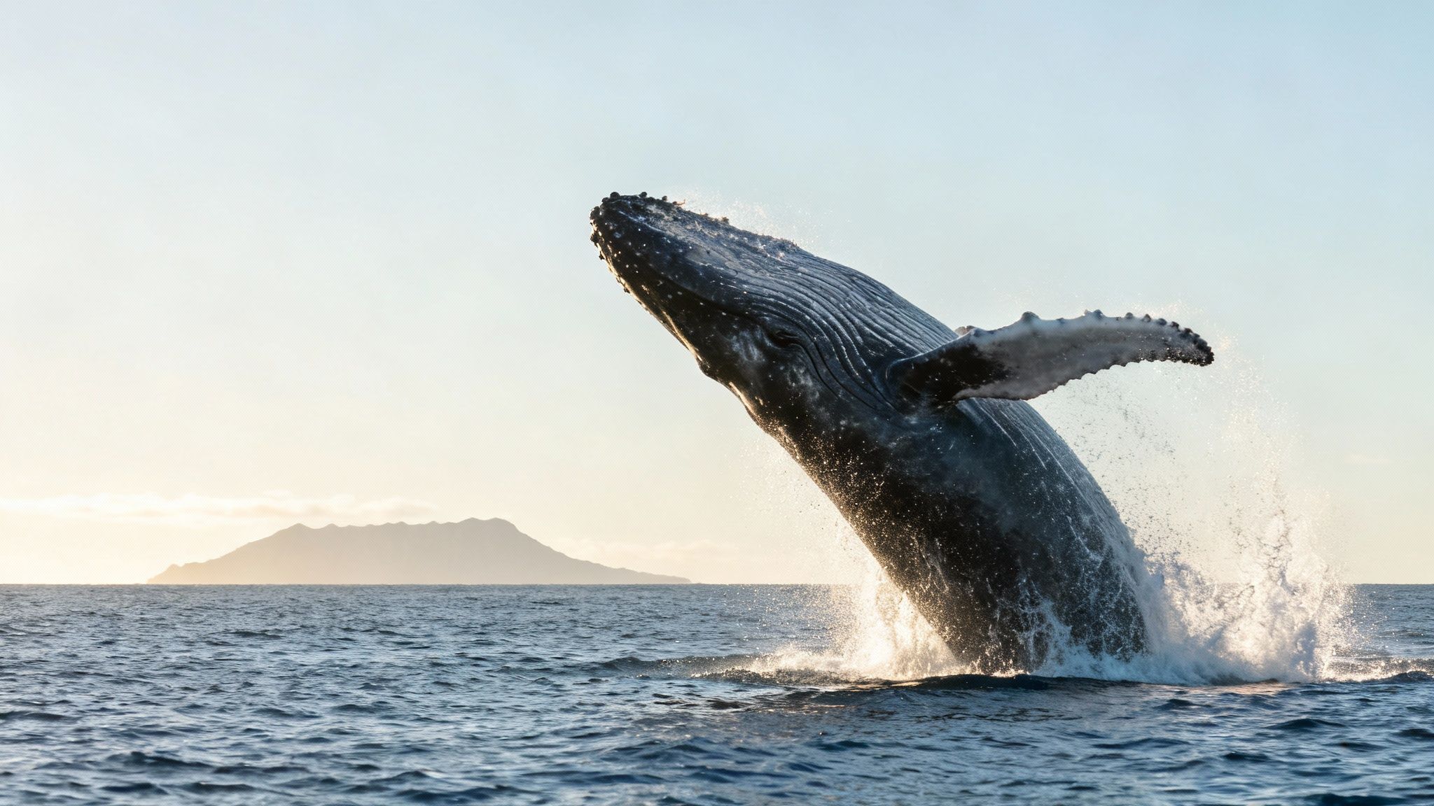 Humpback whale tail splashing in the water off the coast of Honolulu.