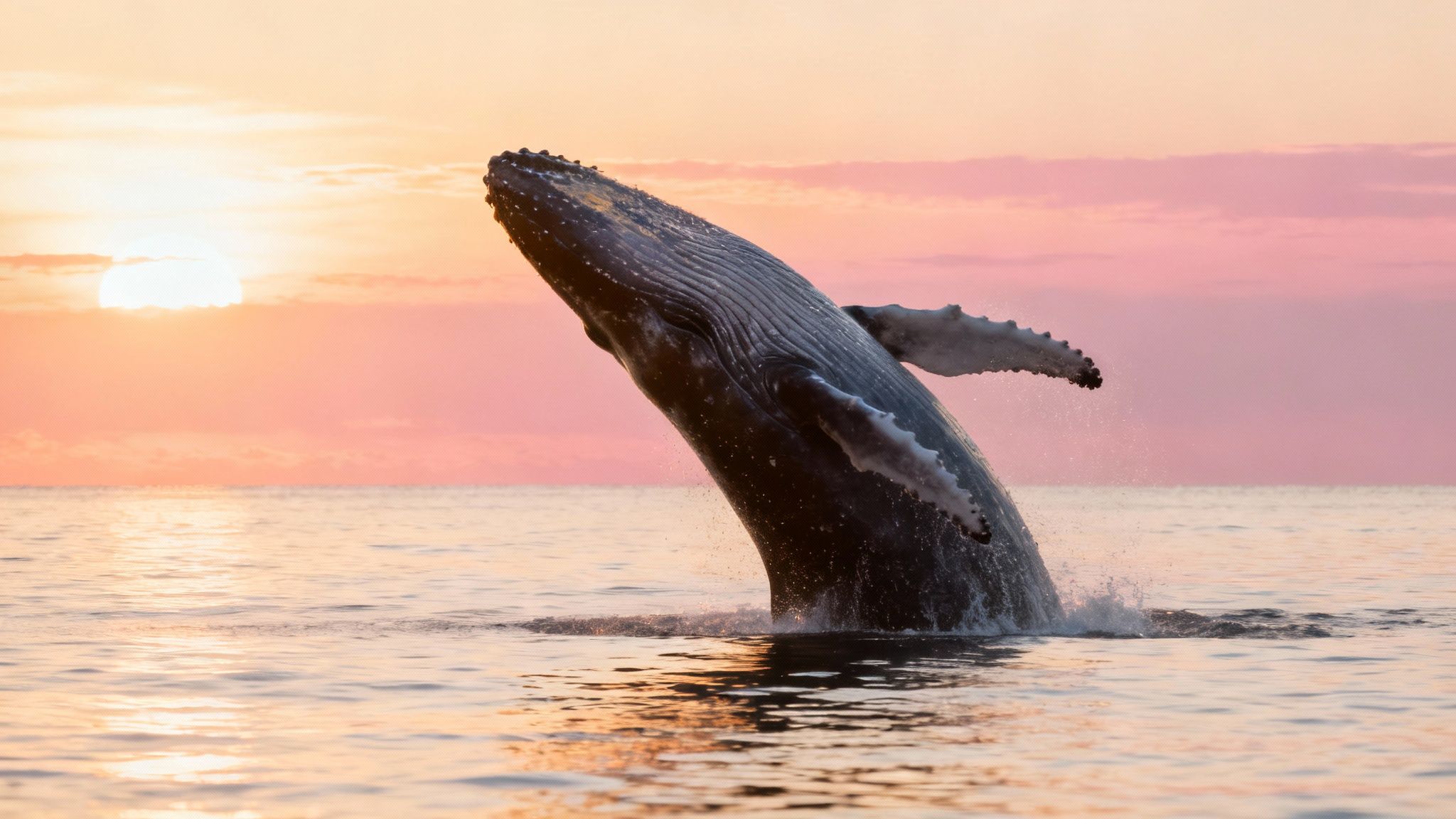 A humpback whale breaches the surface of the water near Honolulu, with a tour boat in the background.
