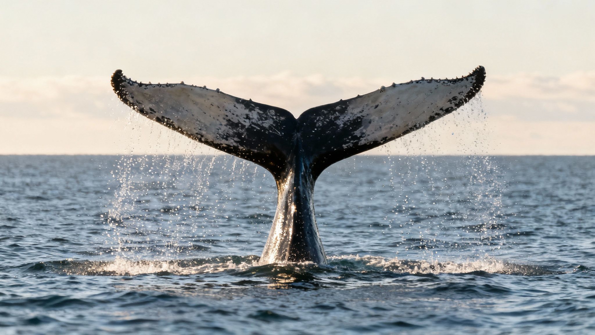 A humpback whale's tail, or fluke, rises gracefully out of the ocean water.