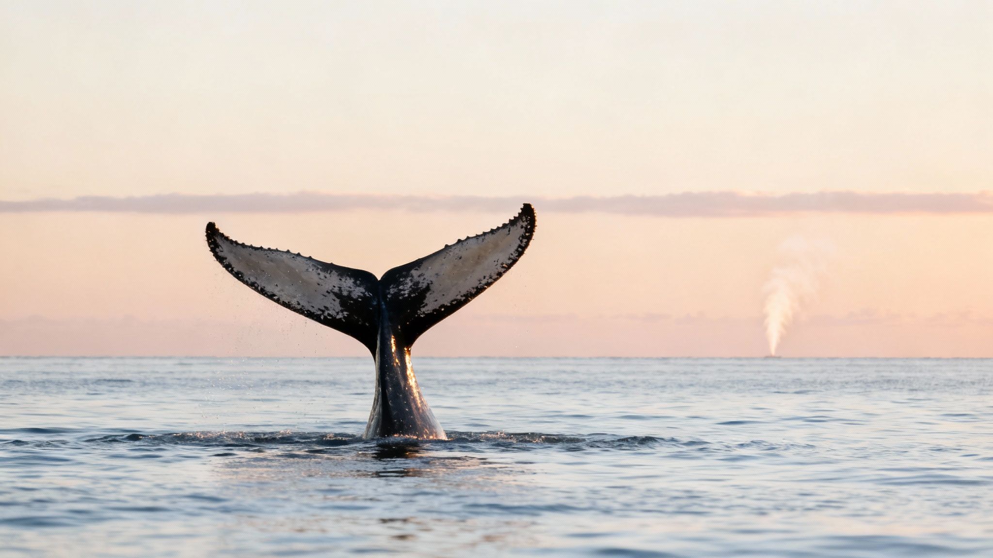 Humpback whale tail fluke rising above calm ocean water during sunset whale watching tour