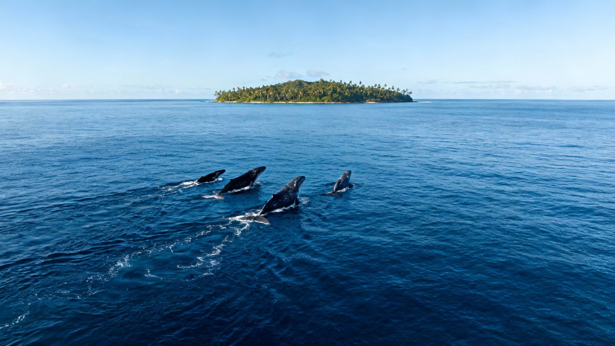 Humpback whale tail silhouetted against a golden Hawaiian sunset