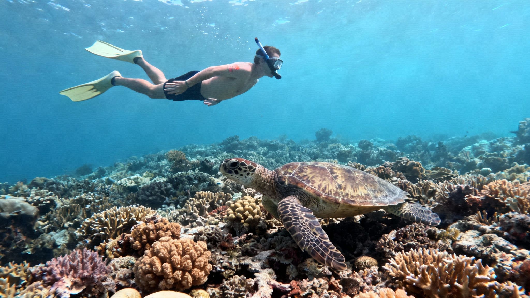 A snorkeler swims above a majestic green sea turtle navigating a vibrant coral reef.