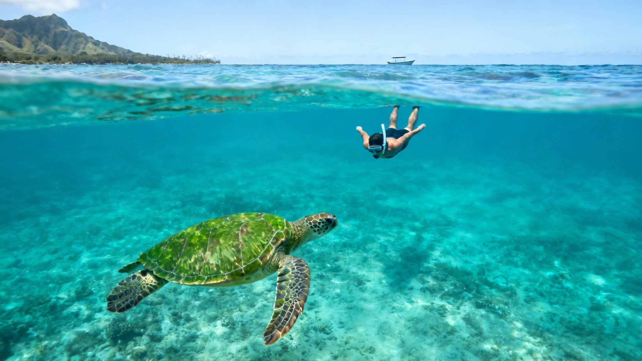 A split view showing a snorkeler observing a green sea turtle in clear turquoise water near a tropical island.