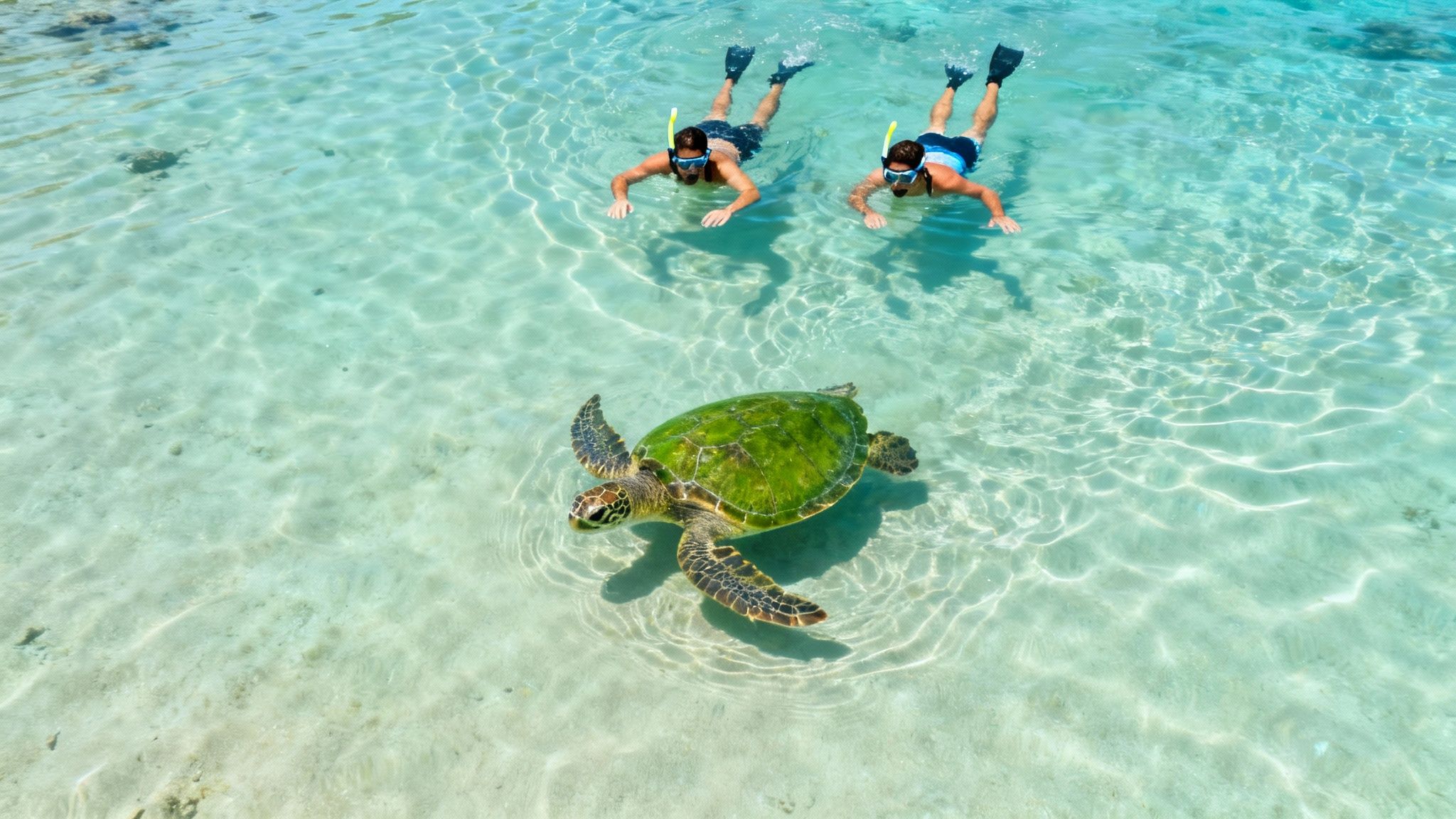 Two men snorkeling in crystal clear blue ocean water, observing a large sea turtle swimming.