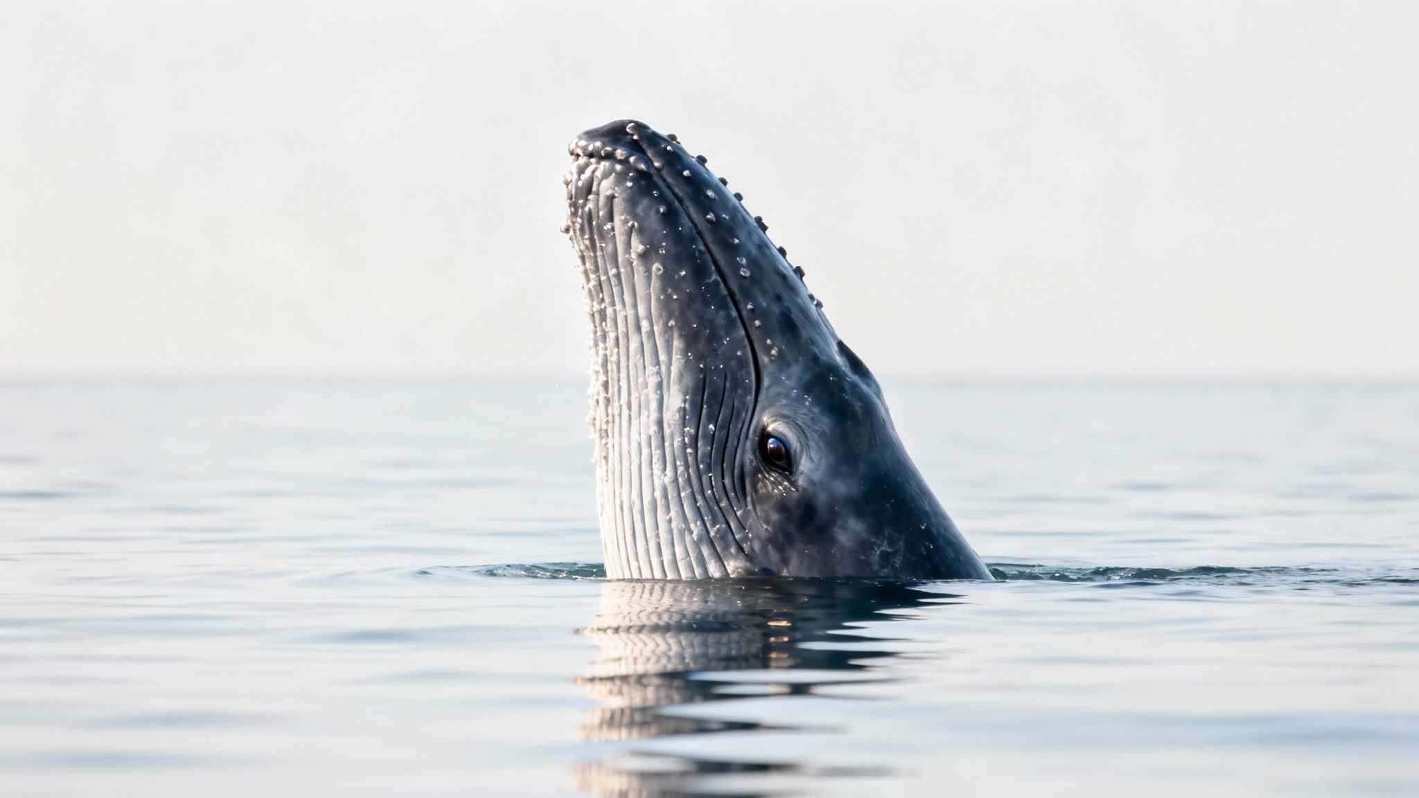 Humpback whale breaching with a splash during Oahu's whale watching season