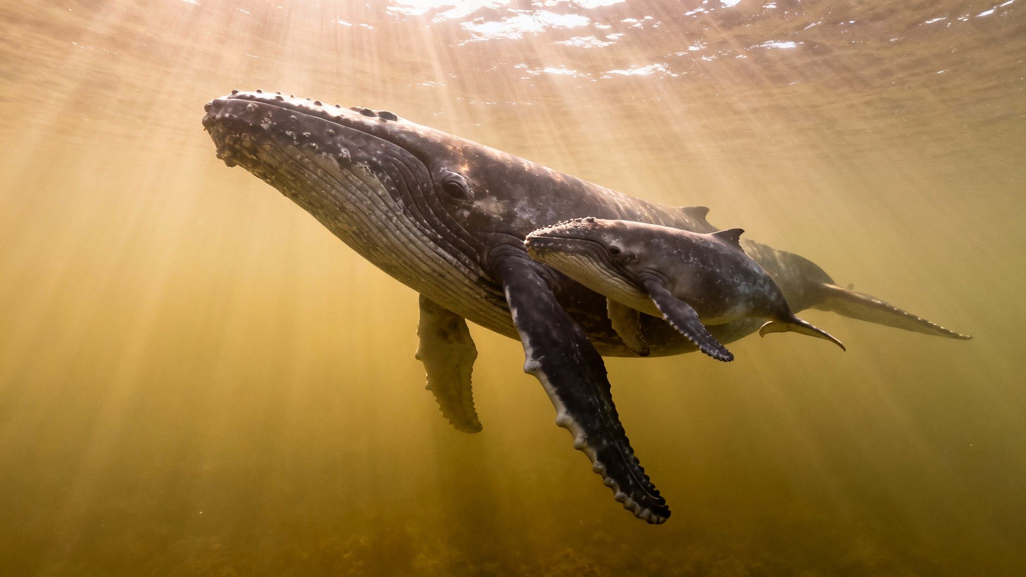 A mother humpback whale and her calf swim gracefully underwater, bathed in sunlight.