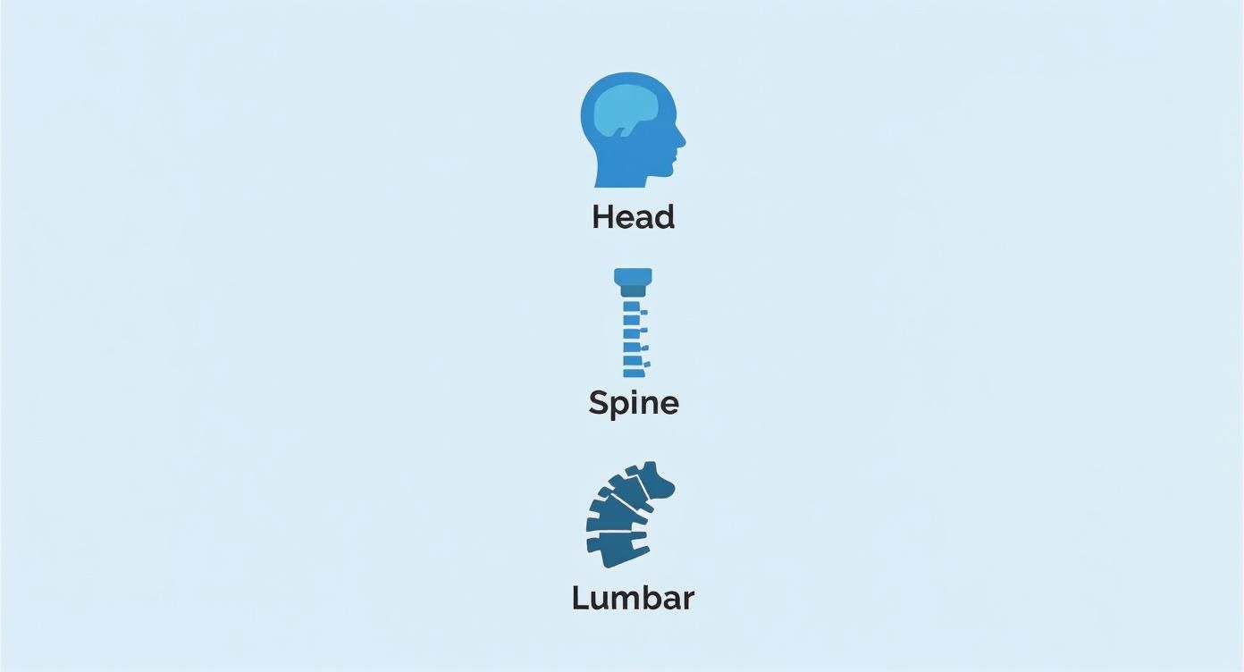 Three blue icons illustrating parts of the human body: head, spine, and lumbar regions with labels.