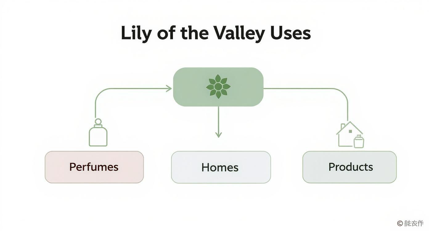 Infographic about lily of the valley scent