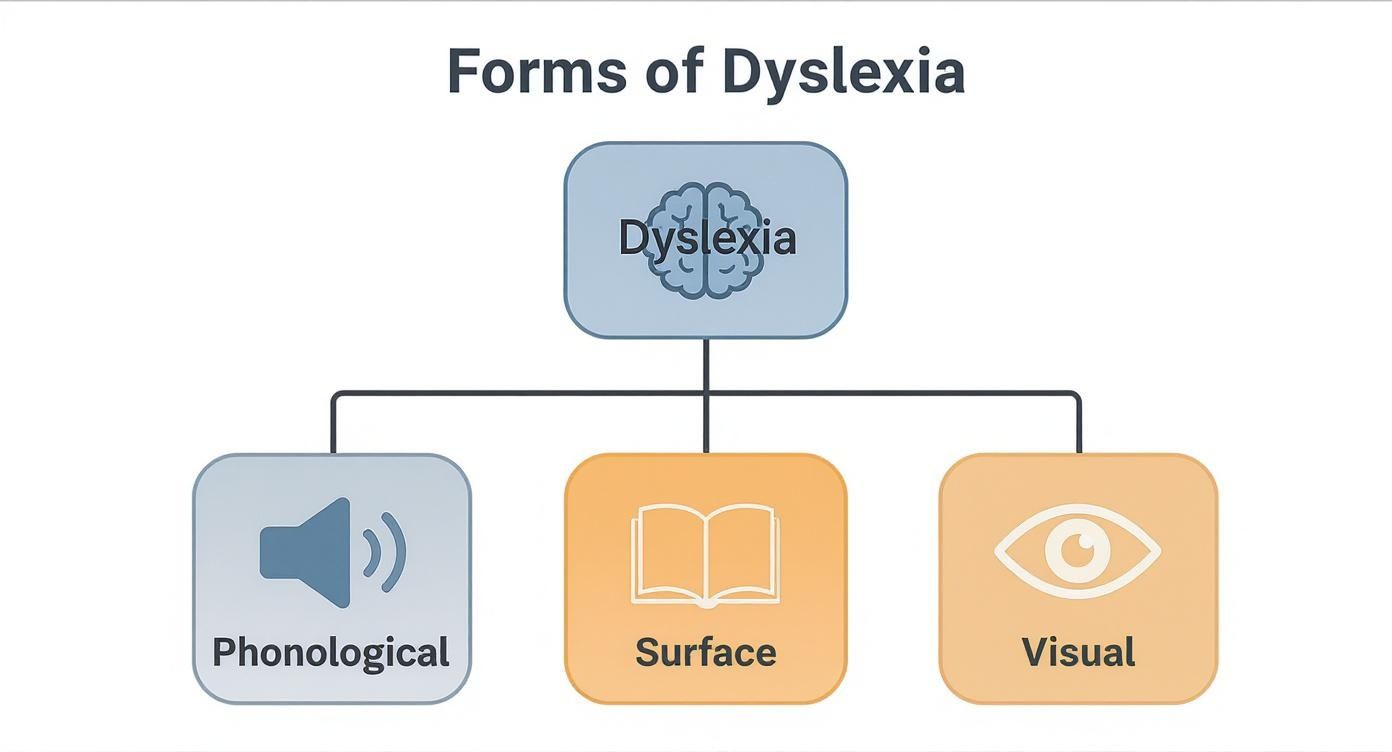 A flowchart illustrates the three main forms of dyslexia: phonological, surface, and visual.