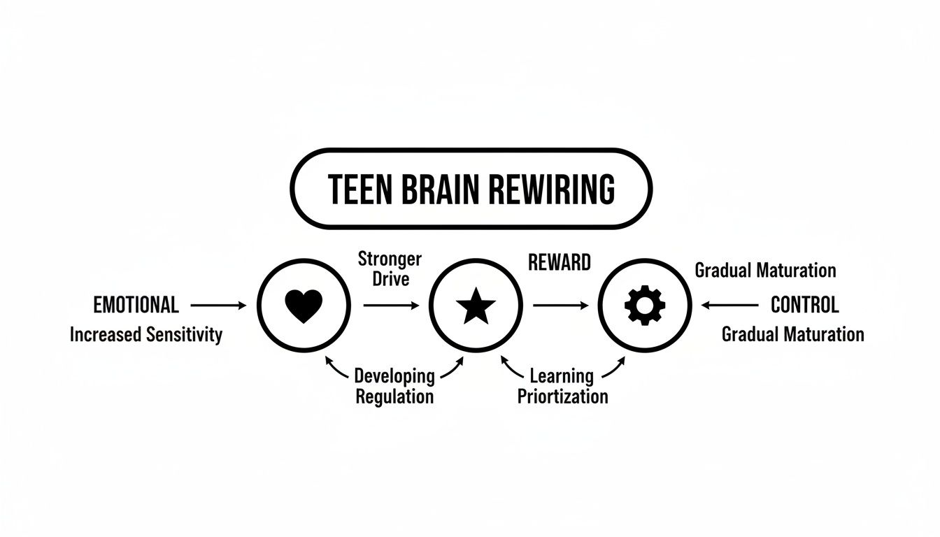 Diagram illustrating teen brain rewiring, showing emotional sensitivity, stronger drive, reward, and control development.