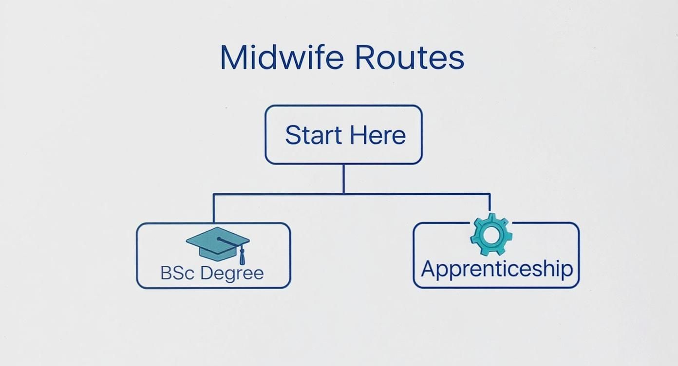 Flowchart showing two midwife training routes in UK: BSc Degree and Apprenticeship pathways