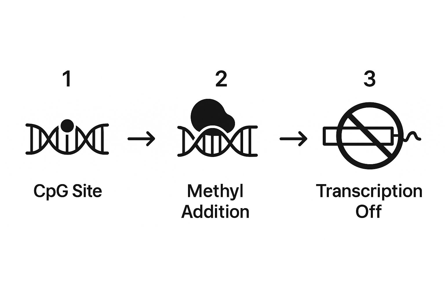 Infographic about what is dna methylation