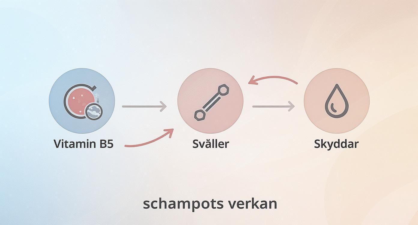 Infographic about maria nila pure volume shampoo