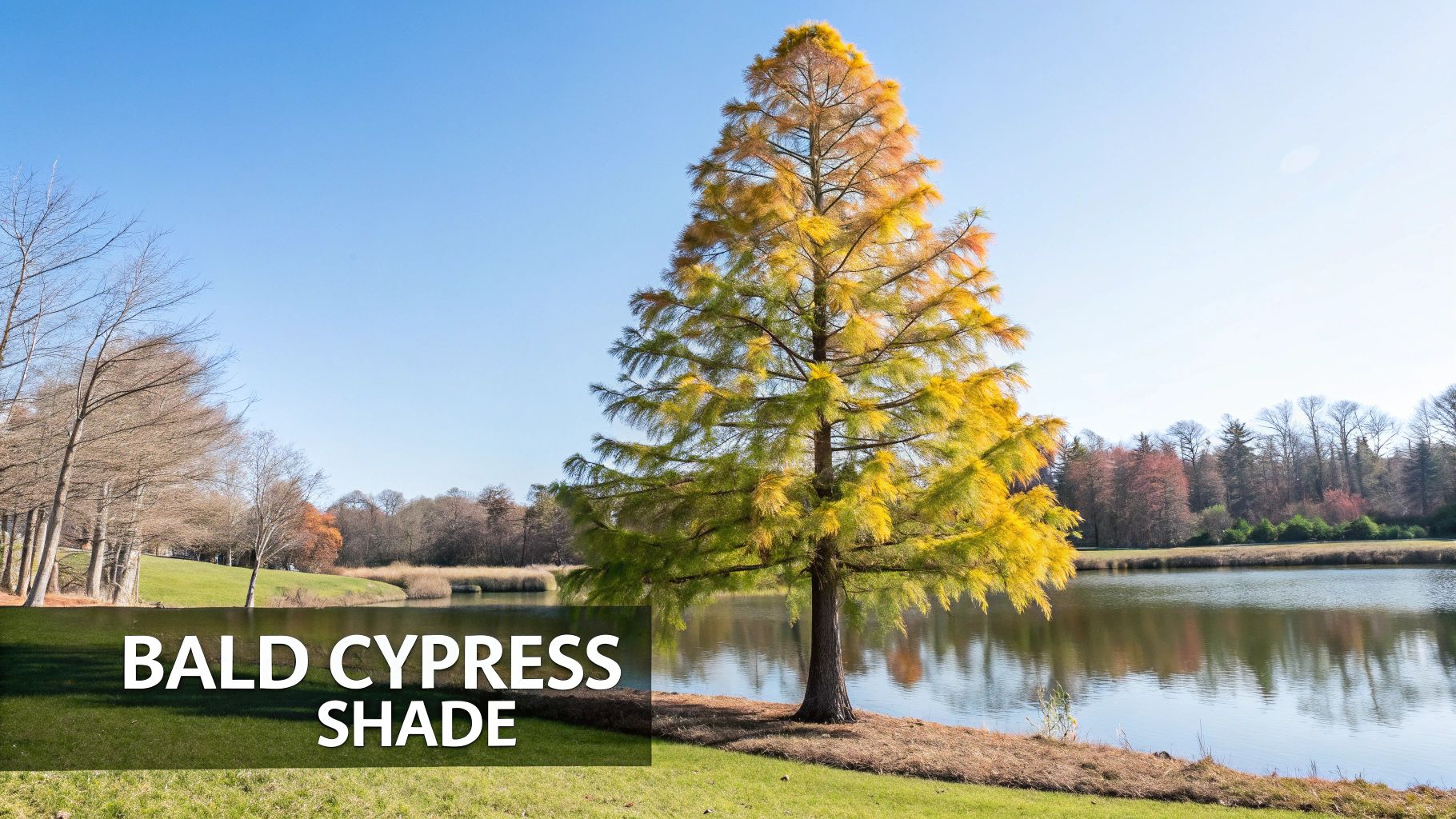 Bald Cypress (Taxodium distichum)