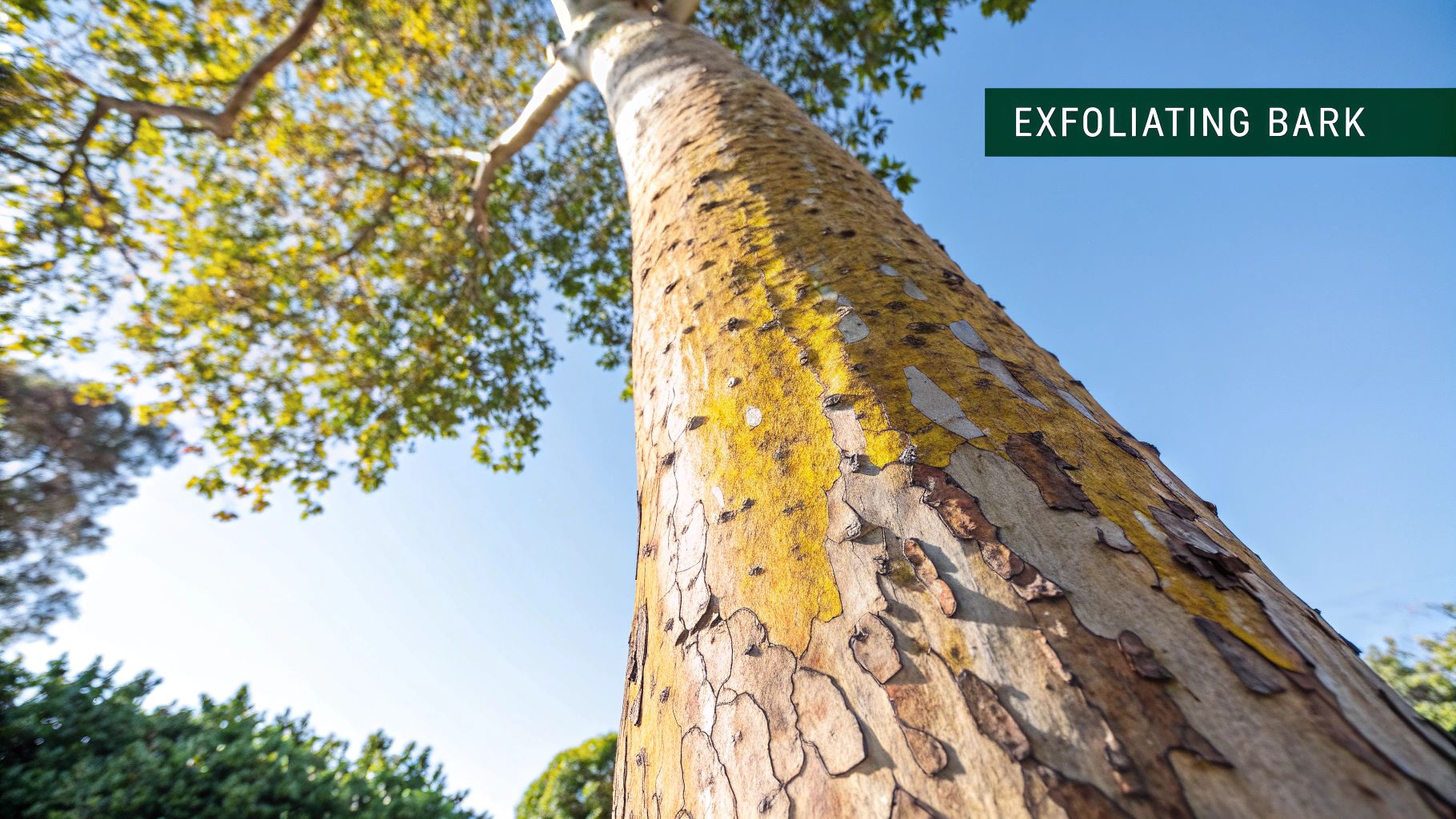 Mexican Sycamore (Platanus mexicana)