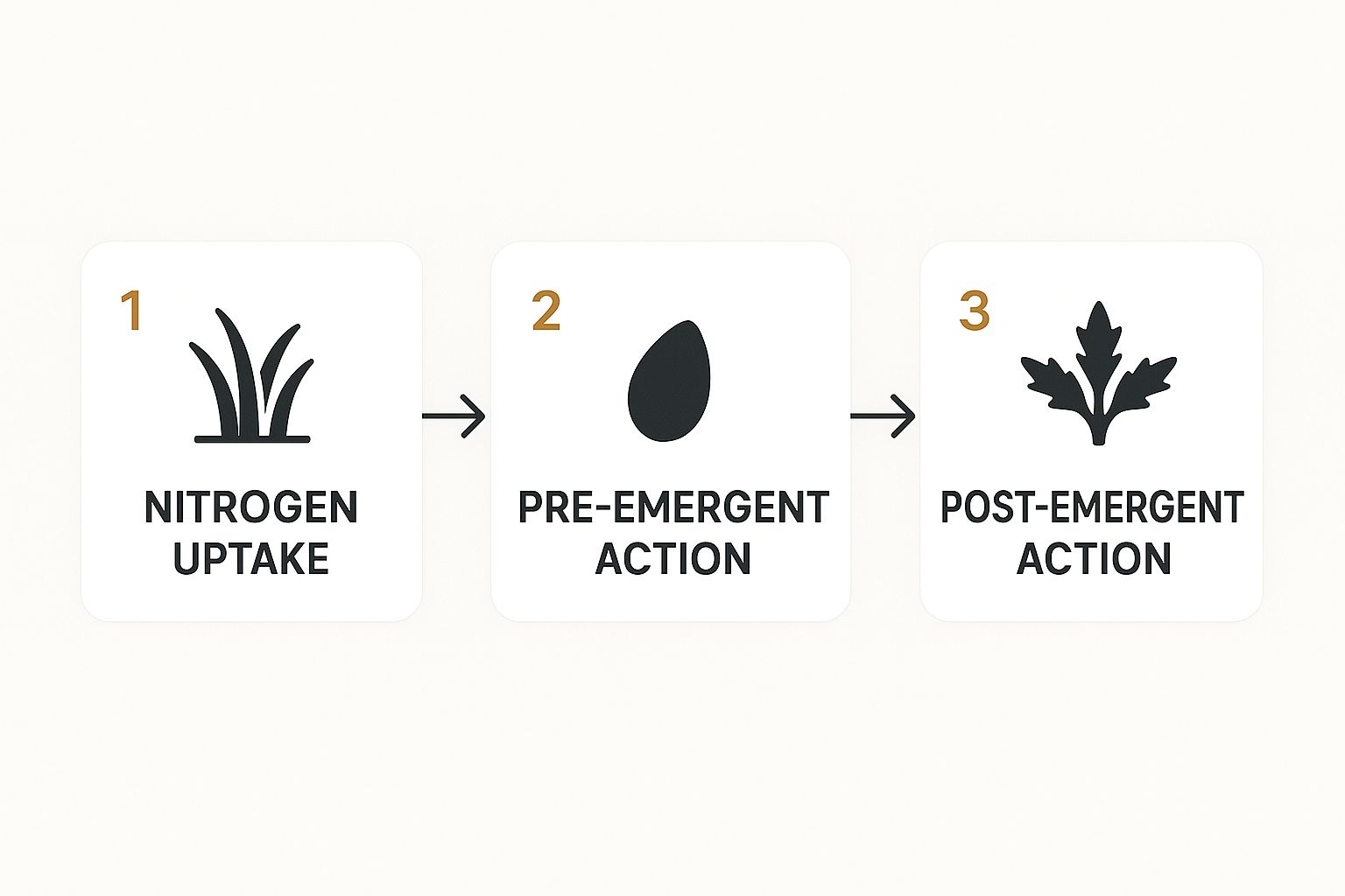 An infographic showing the process flow of weed and feed, from nitrogen uptake to pre-emergent and post-emergent herbicide action.
