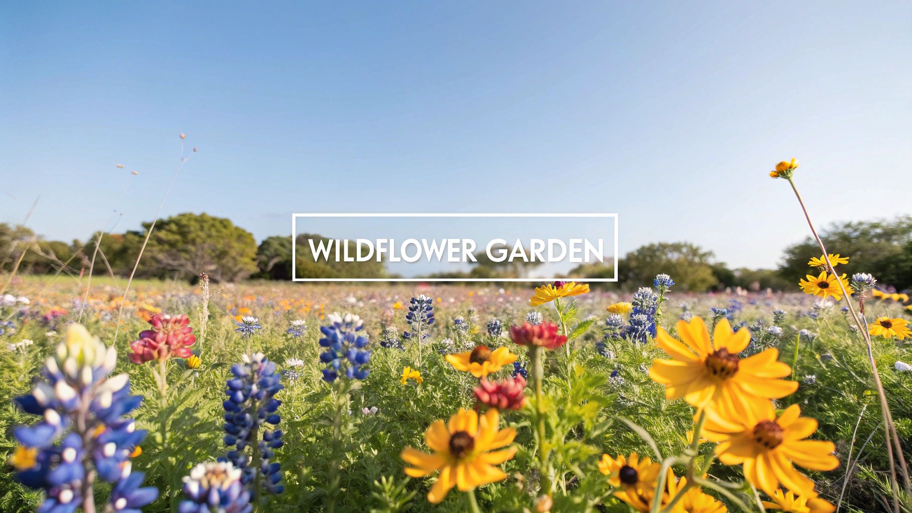 1. Embrace True Texas Beauty: The Native Wildflower Garden
