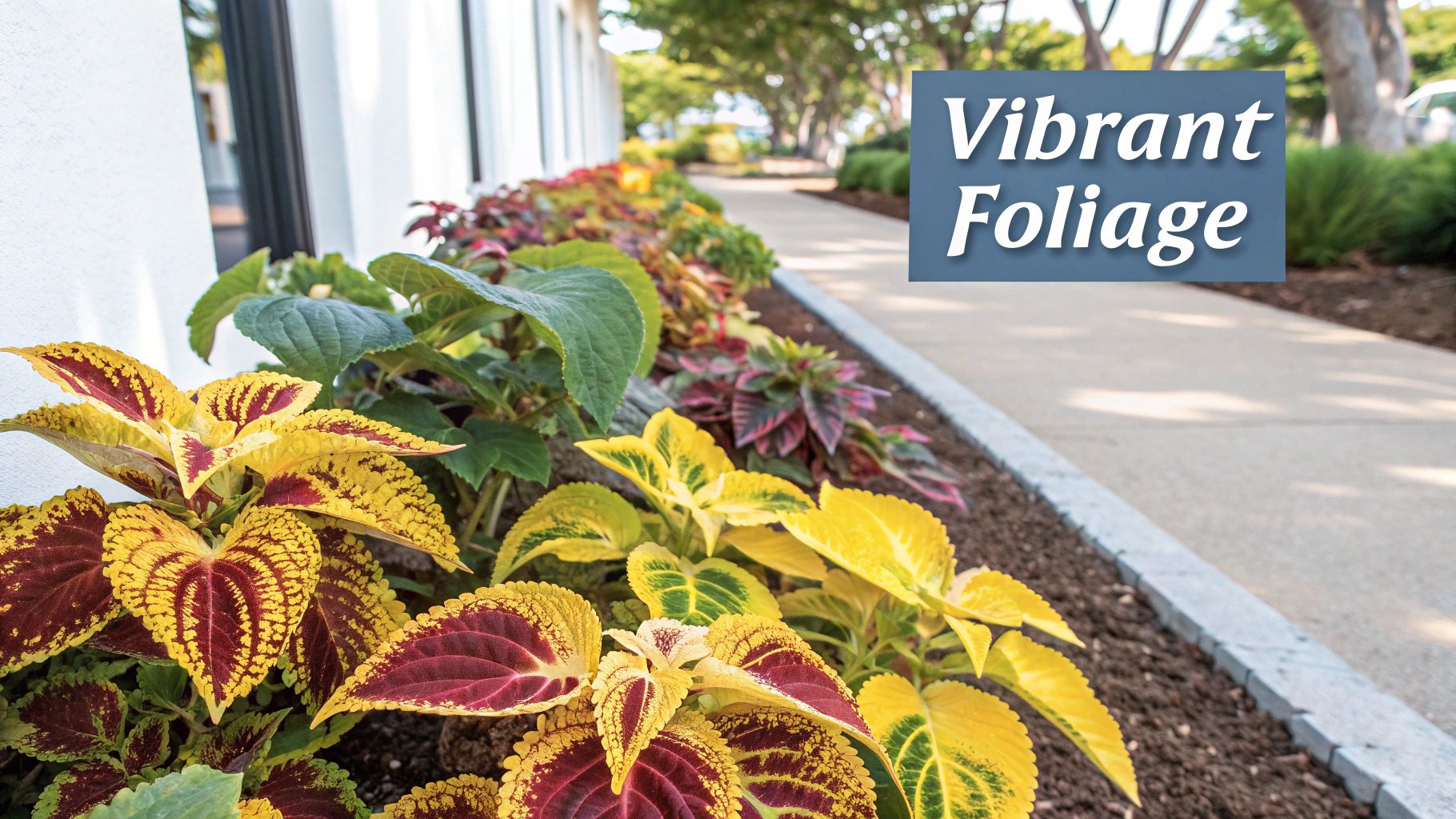 Colorful Coleus varieties providing vibrant ground cover in a shaded garden bed.