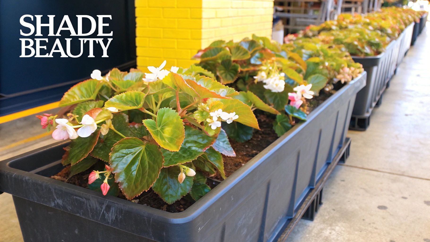 A vibrant cluster of pink and red begonias with lush green leaves thriving in a shaded garden bed.