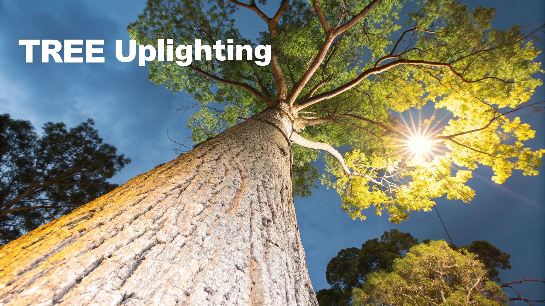 A large, mature tree illuminated from below by uplighting fixtures, casting dramatic shadows and highlighting the texture of the bark and canopy.
