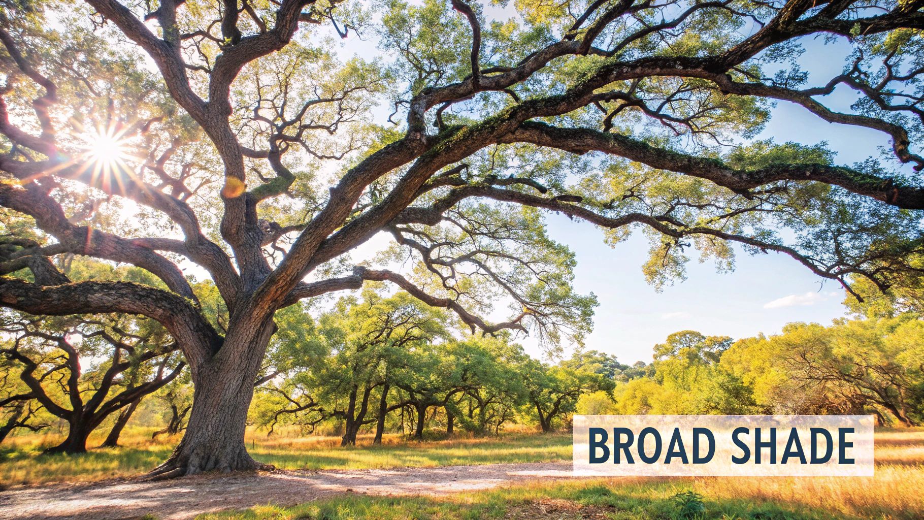 Infographic showing key data about Live Oak (Quercus virginiana)