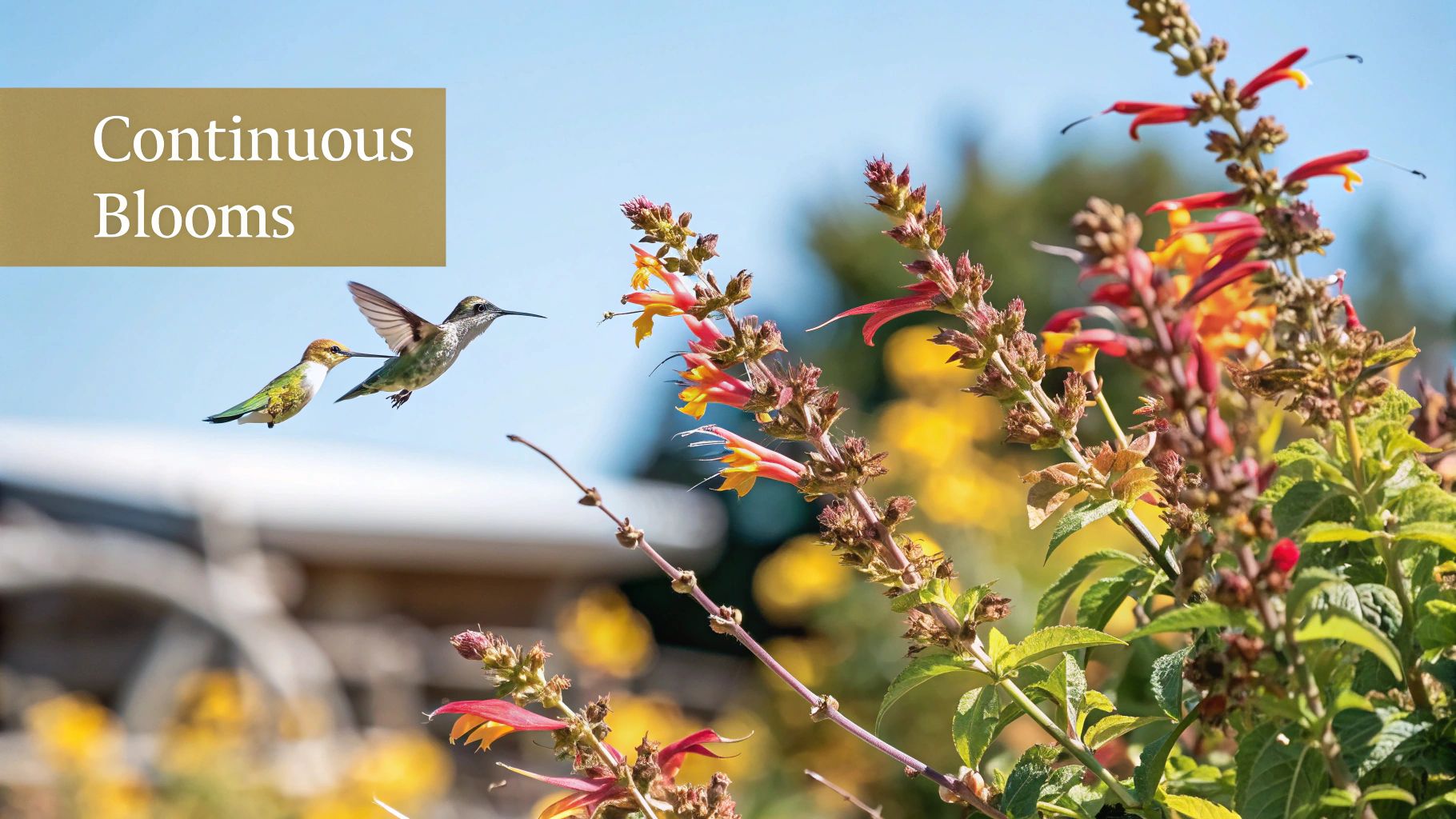 Autumn Sage (Salvia greggii)