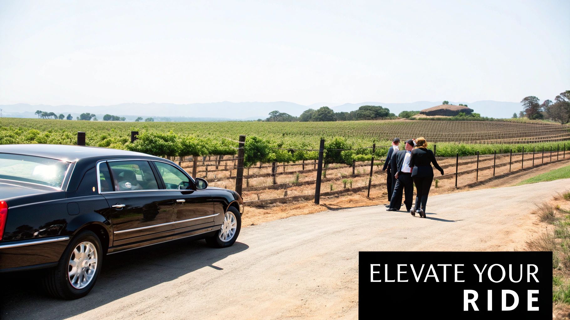 Several people toasting with wine glasses in front of a white limousine at a vineyard.