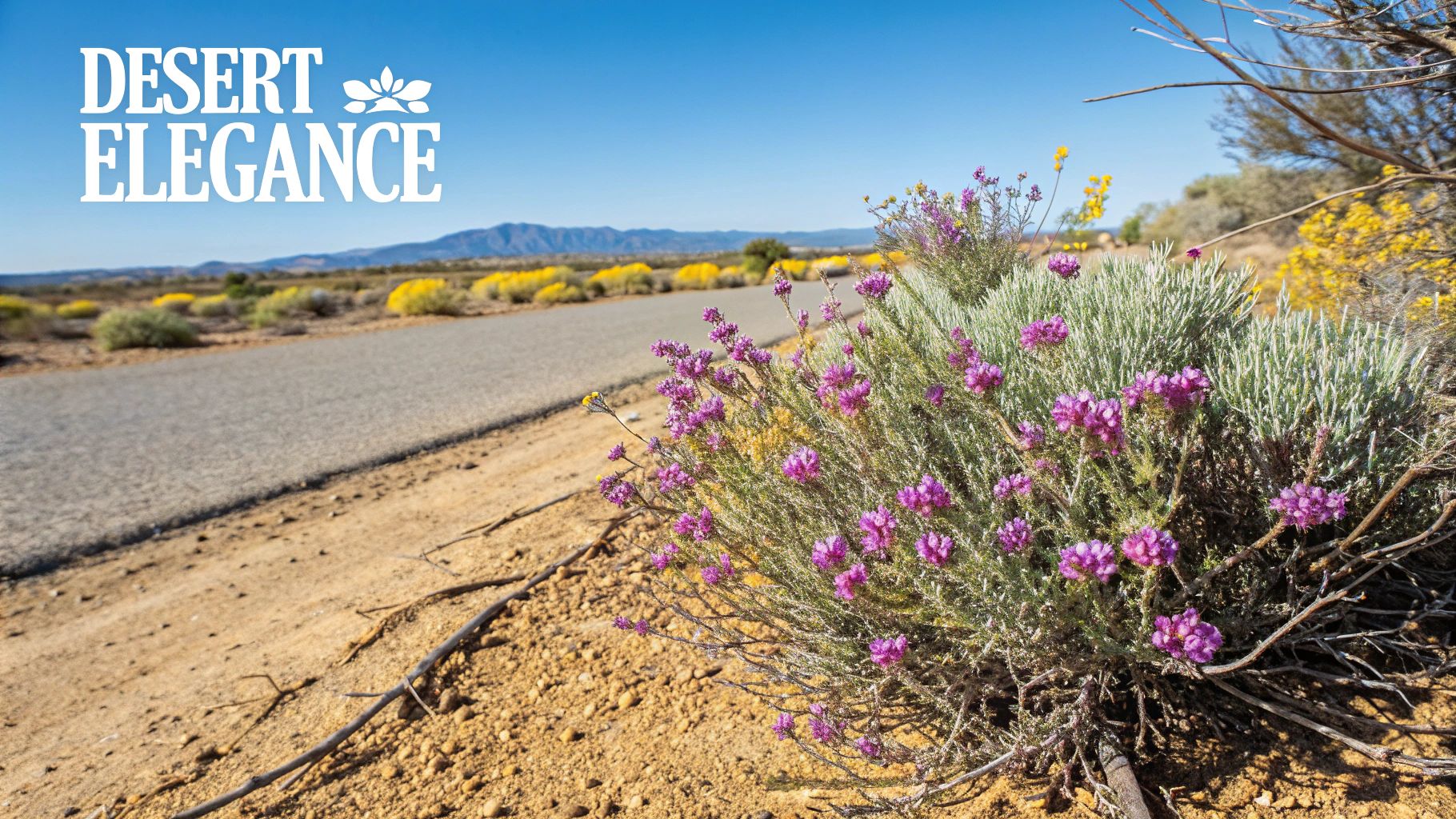 Texas Sage (Leucophyllum species)