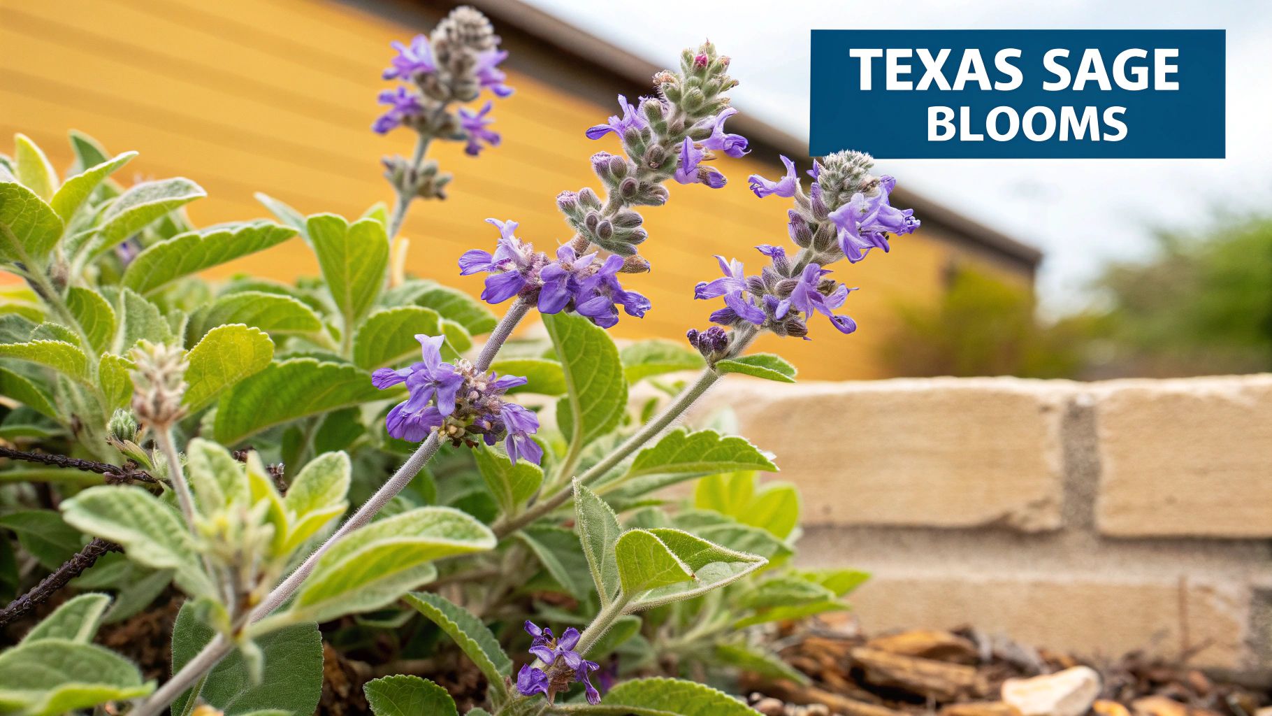 Texas Sage (Leucophyllum frutescens)